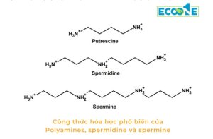 Công Thức Hóa Học Phổ Biến Polyamines Spermidine Và Spermine
