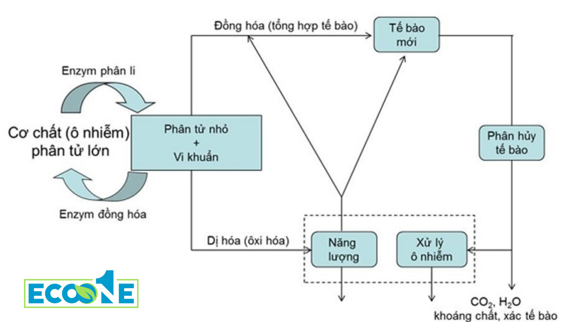 Biện Pháp Hiếu Khí