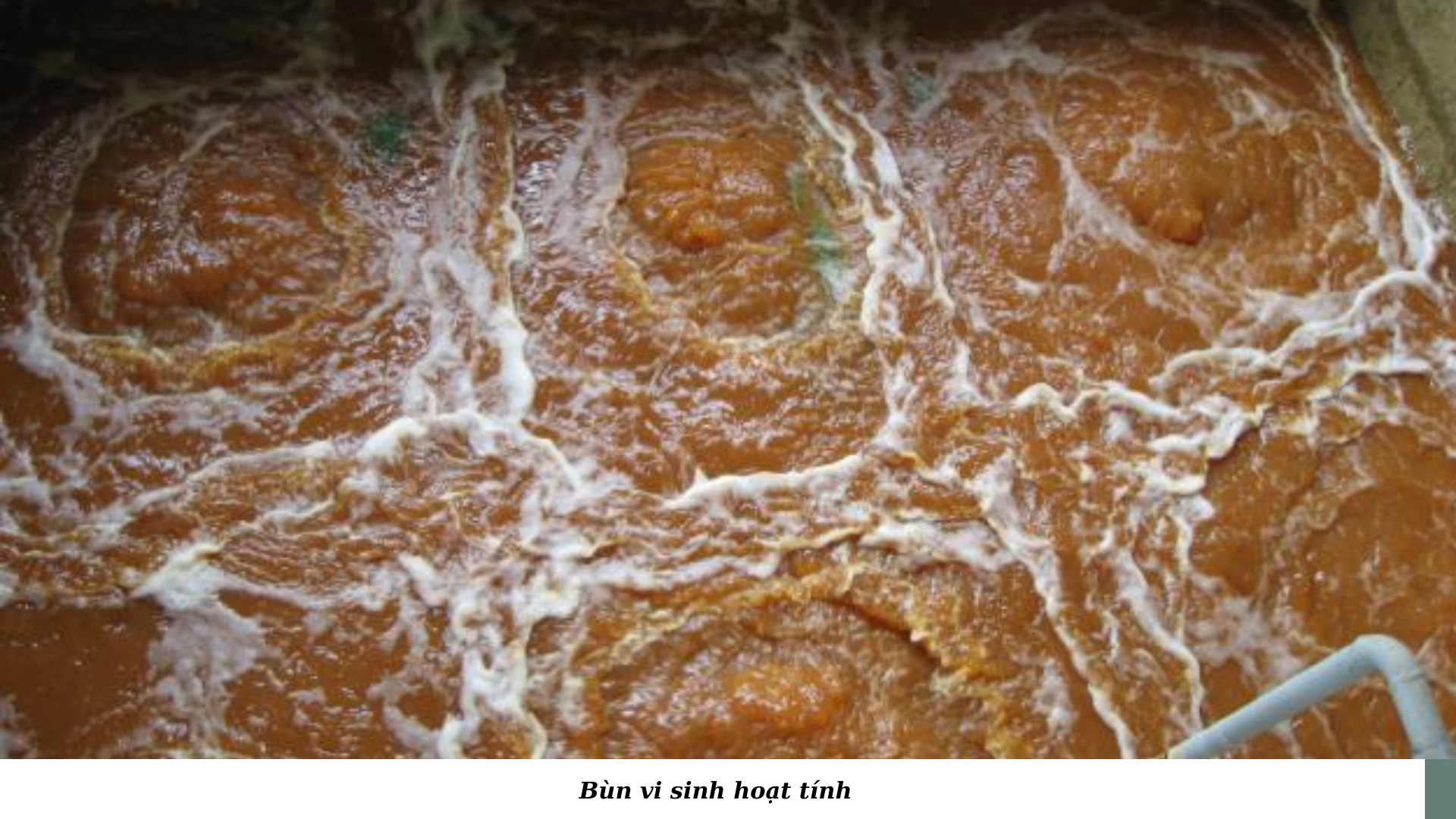 Bùn Vi Sinh Hoạt Tính