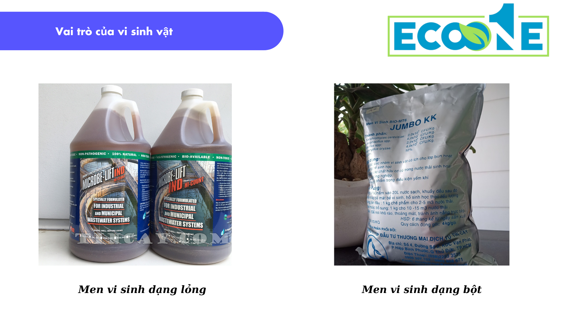 Vai trò của vi sinh vật