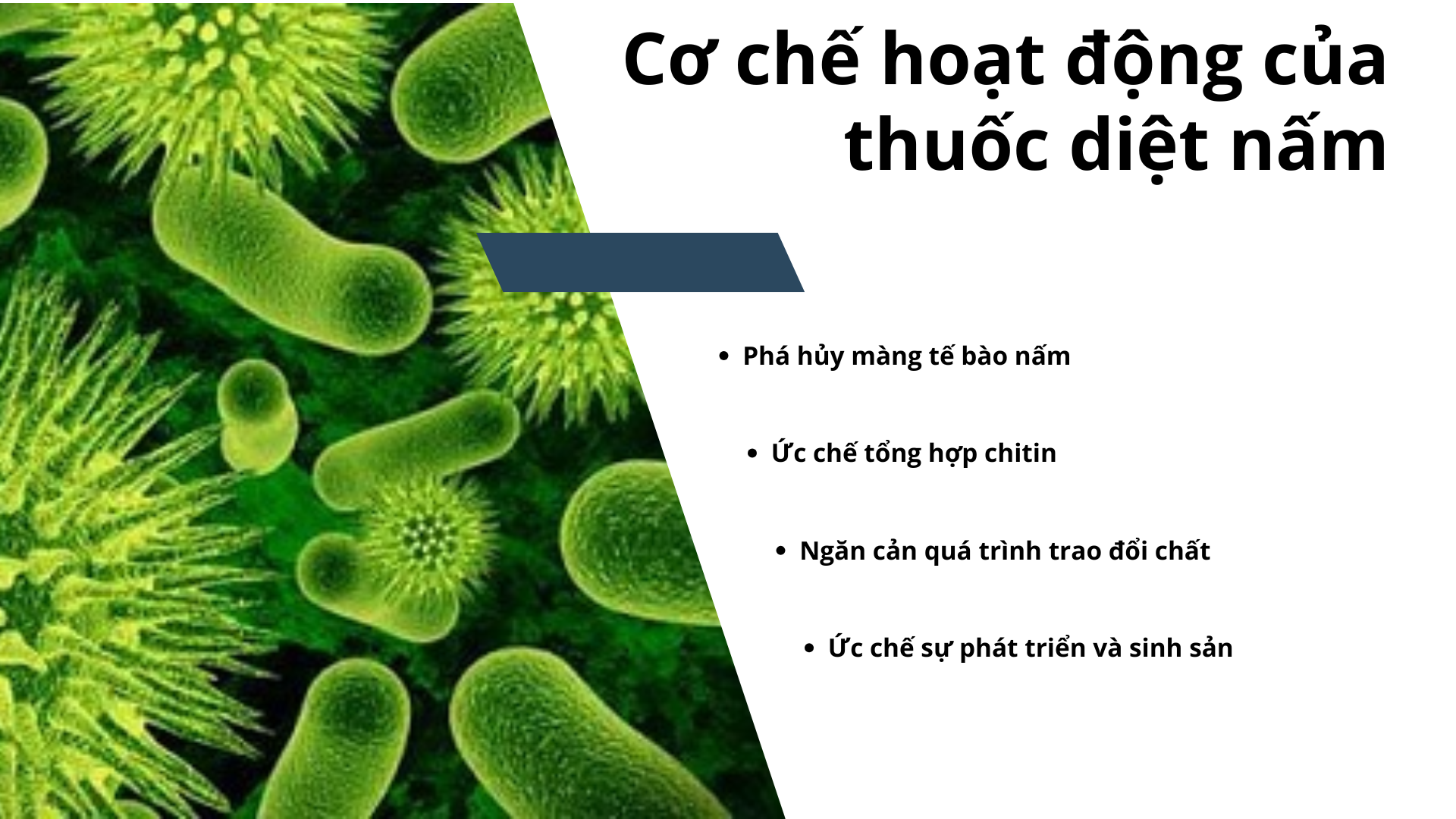Cơ Chế Hoạt động Của Thuốc Diệt Nấm