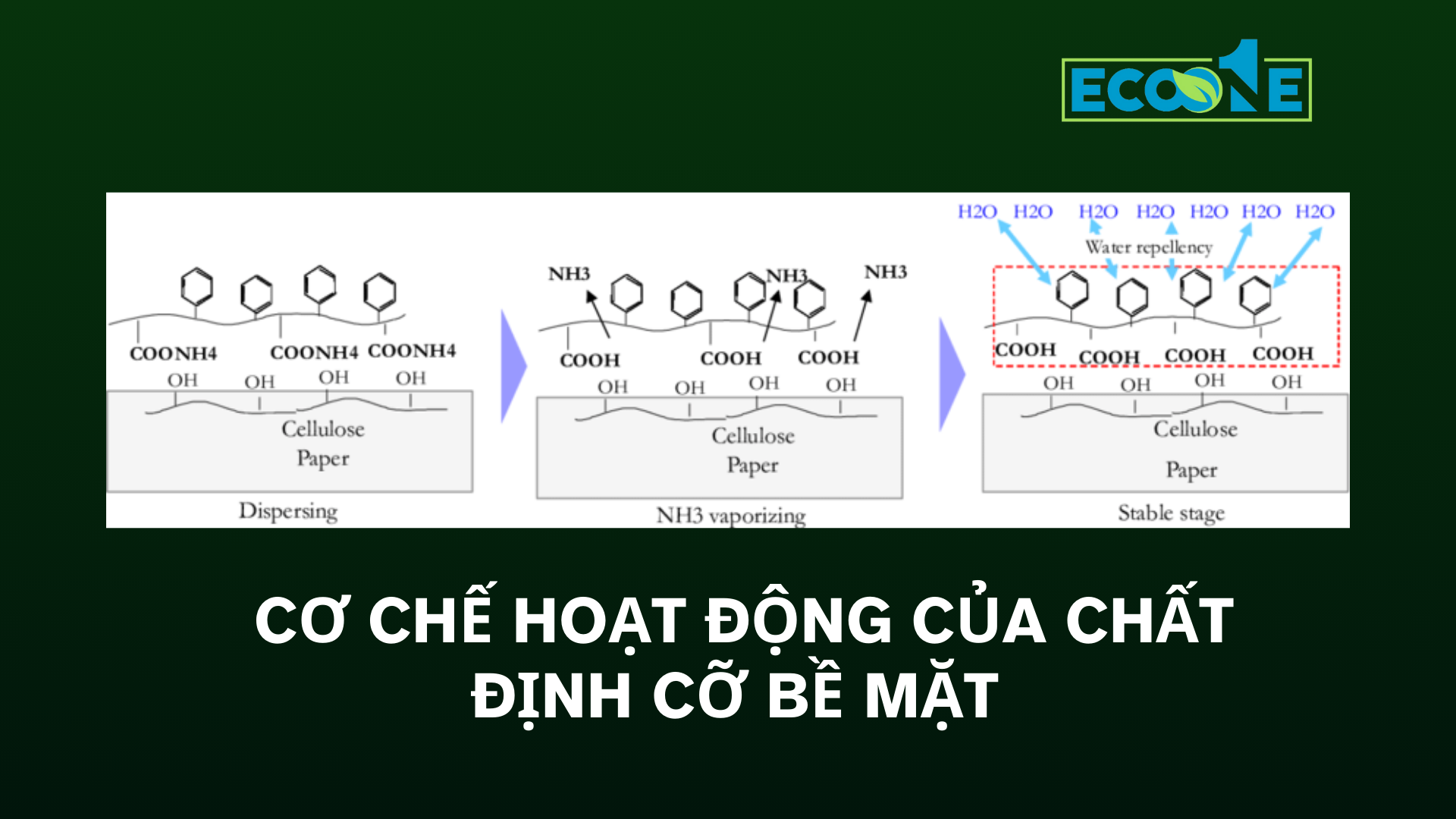 Cơ Chế Hoạt động Của Chất định Cỡ Bề Mặt